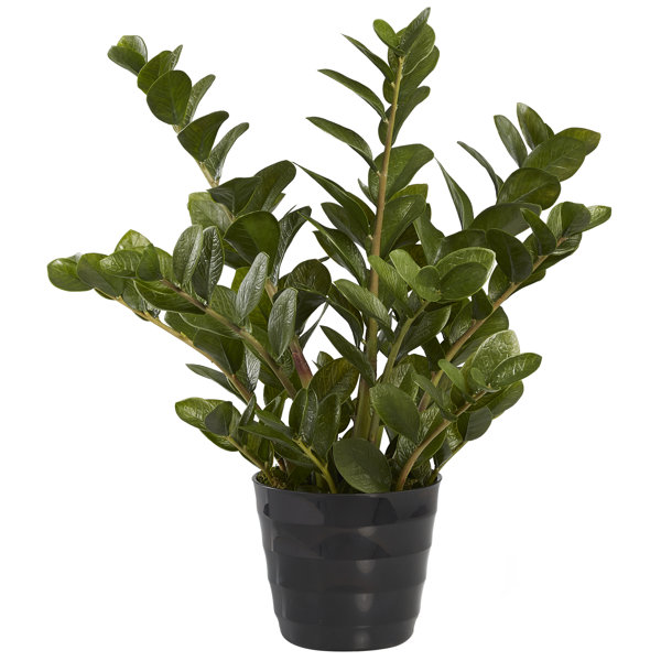Orren Ellis Faux ZZ Plant in Pot Liner Wayfair